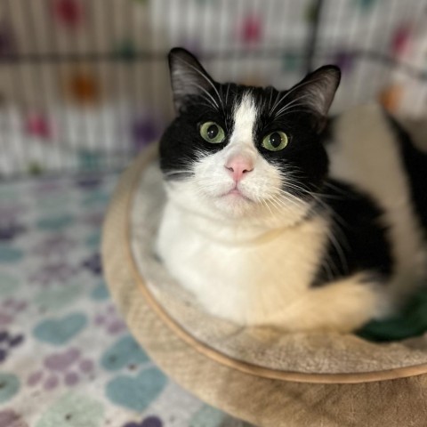 Toyko, an adoptable Turkish Van, Domestic Long Hair in Bountiful, UT, 84010 | Photo Image 2