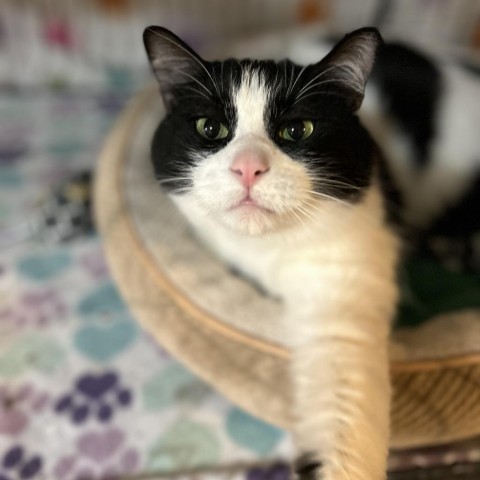 Toyko, an adoptable Turkish Van, Domestic Long Hair in Bountiful, UT, 84010 | Photo Image 3