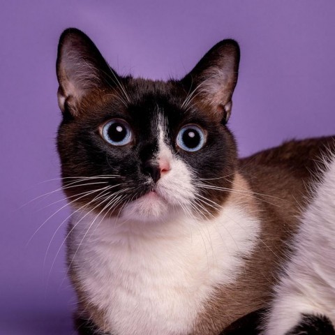 Kenji, an adoptable Siamese in Bountiful, UT, 84010 | Photo Image 1