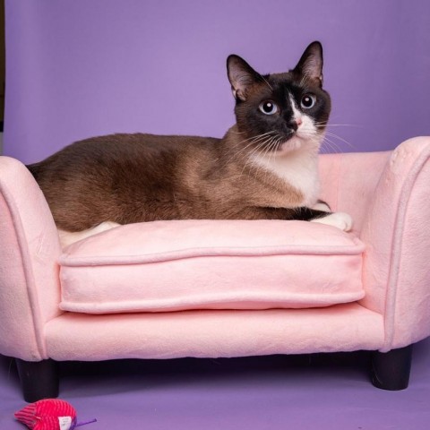 Kenji, an adoptable Siamese in Bountiful, UT, 84010 | Photo Image 2