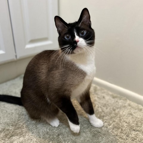 Kenji, an adoptable Siamese in Bountiful, UT, 84010 | Photo Image 5