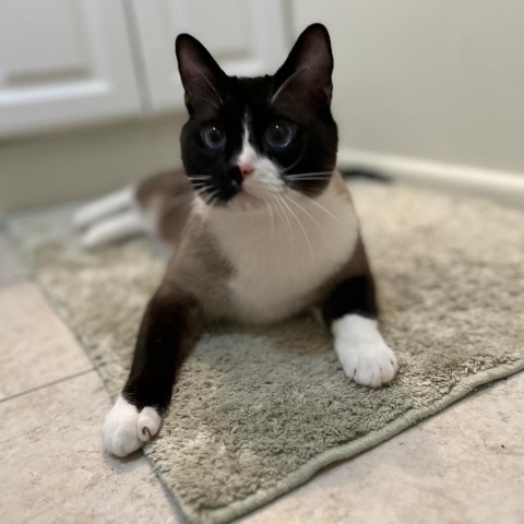 Kenji, an adoptable Siamese in Bountiful, UT, 84010 | Photo Image 6