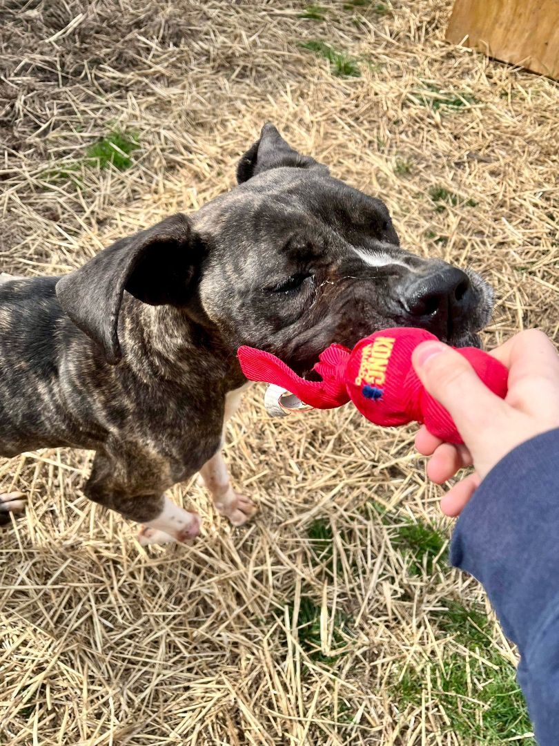 Dog for adoption Gabby a Mastiff Great Dane Mix in Petersburg VA 