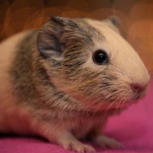 Im Rainy a young male guinea pig who was born in the rescue on 2324 after my