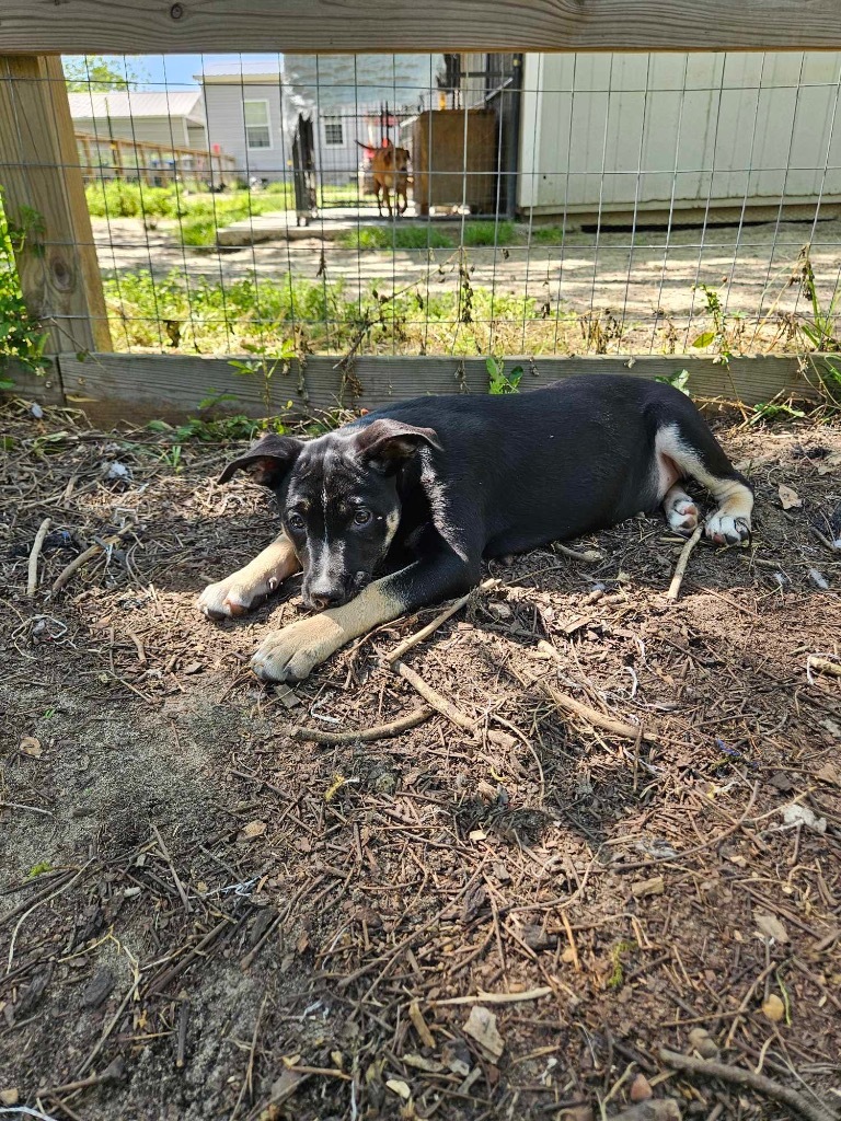 Marcie