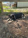 Marcie photo 1