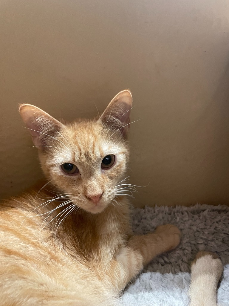 Cheese, an adoptable Domestic Short Hair in New Braunfels, TX, 78130 | Photo Image 1