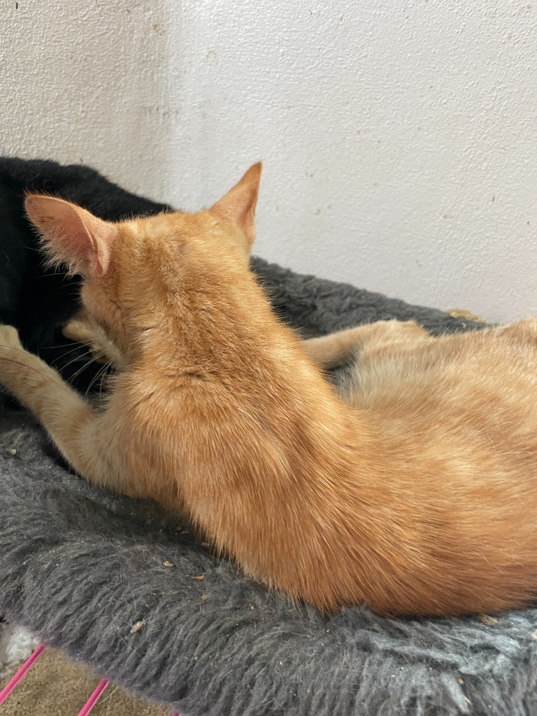 Cheese, an adoptable Domestic Short Hair in New Braunfels, TX, 78130 | Photo Image 2