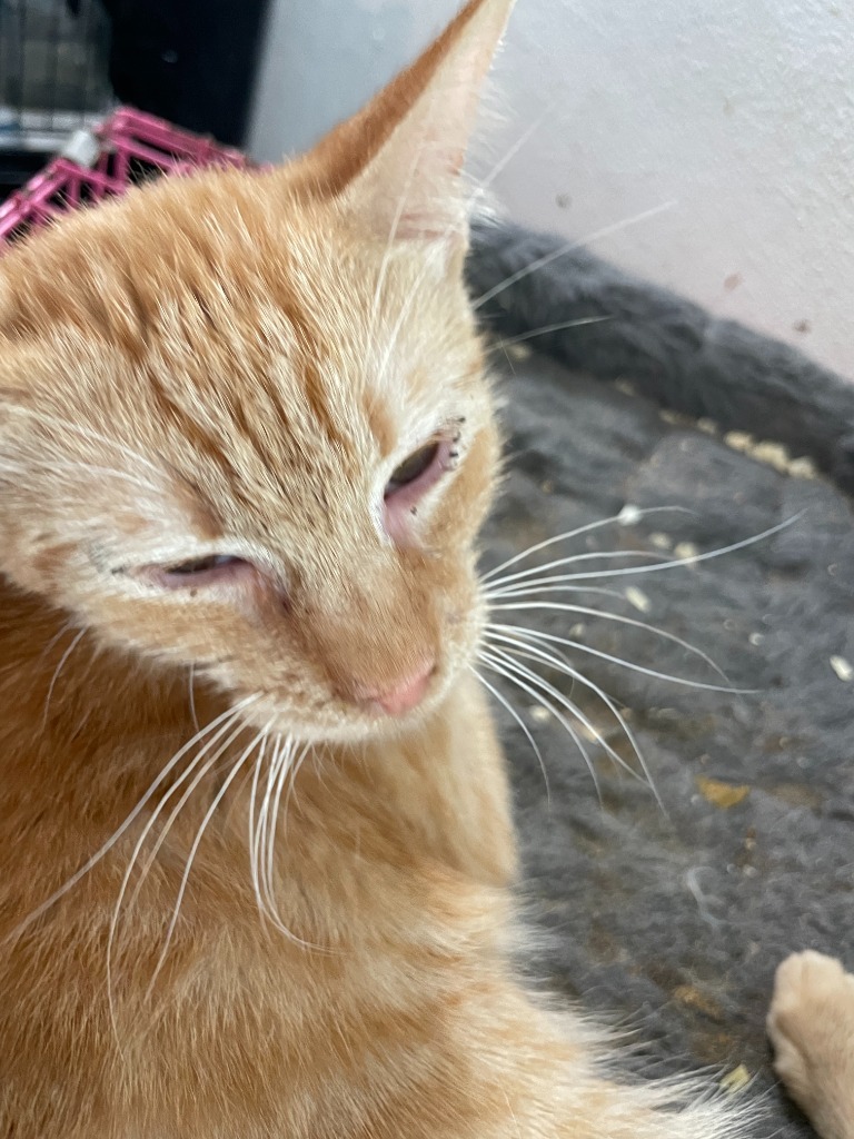 Cheese, an adoptable Domestic Short Hair in New Braunfels, TX, 78130 | Photo Image 3