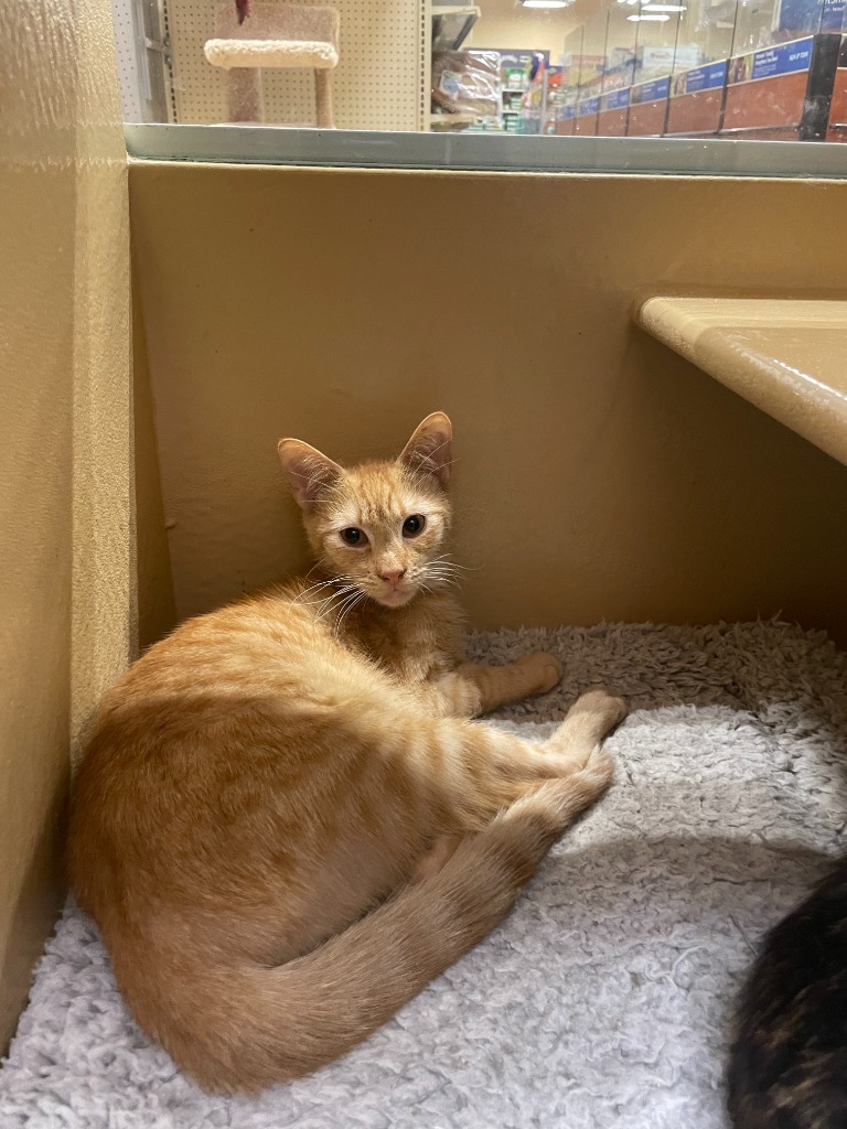 Cheese, an adoptable Domestic Short Hair in New Braunfels, TX, 78130 | Photo Image 4