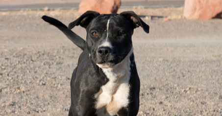 Marg, an adoptable Pit Bull Terrier in Page, AZ, 86040 | Photo Image 1