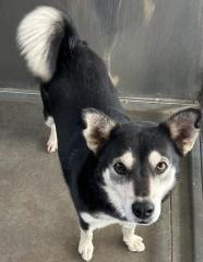 Atlas, an adoptable Husky in Hot Springs, SD, 57747 | Photo Image 1