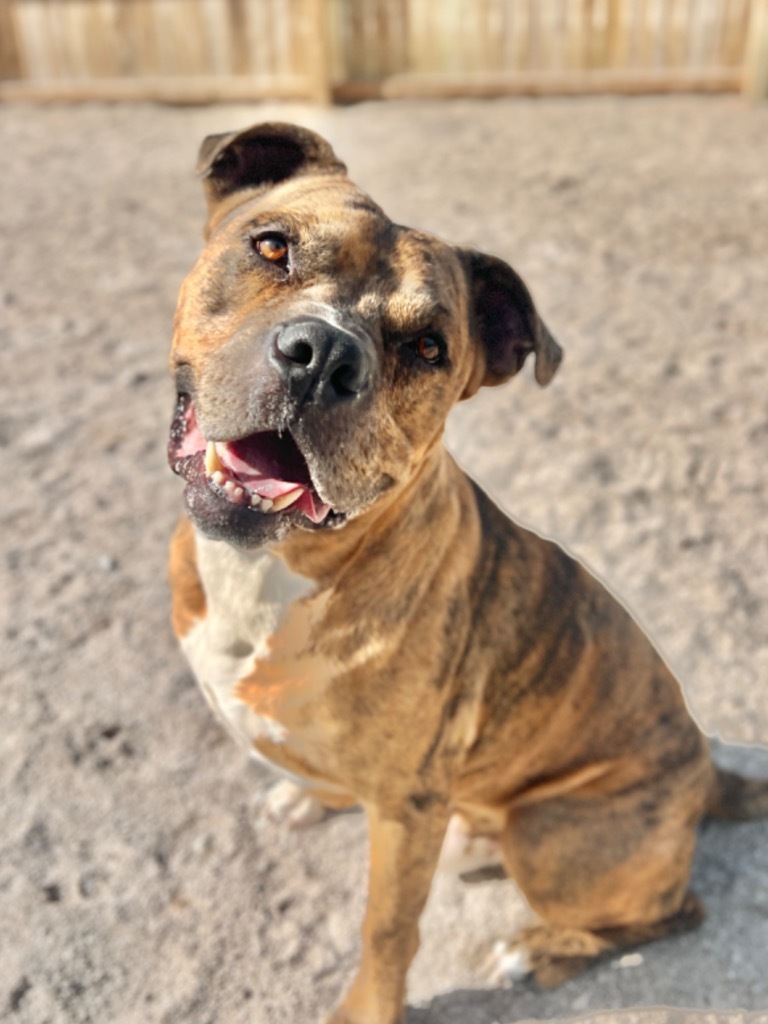 Nemo (foster), an adoptable Mixed Breed in Muskegon, MI, 49442 | Photo Image 1