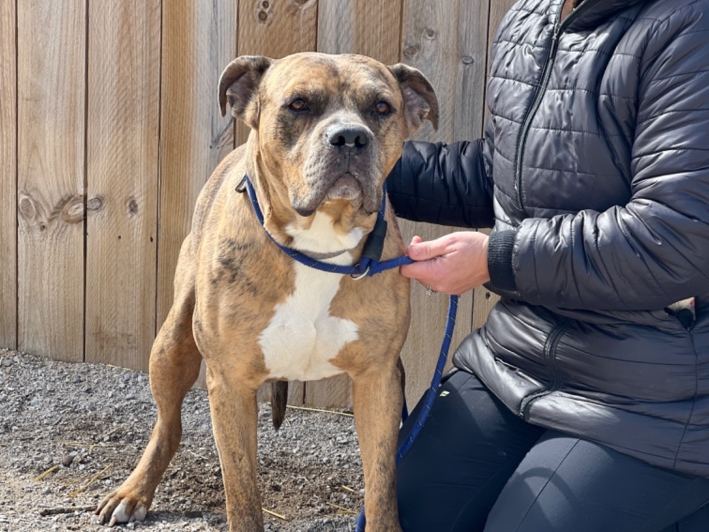 Nemo (foster), an adoptable Mixed Breed in Muskegon, MI, 49442 | Photo Image 3