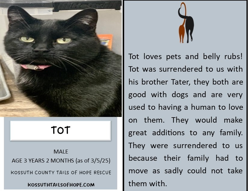 Tot, an adoptable Domestic Short Hair in Algona, IA, 50511 | Photo Image 1