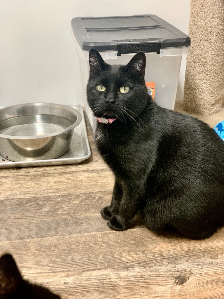 Tot, an adoptable Domestic Short Hair in Algona, IA, 50511 | Photo Image 2