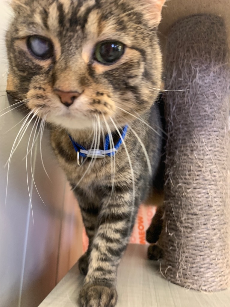 Toast, an adoptable Domestic Short Hair in Algona, IA, 50511 | Photo Image 1