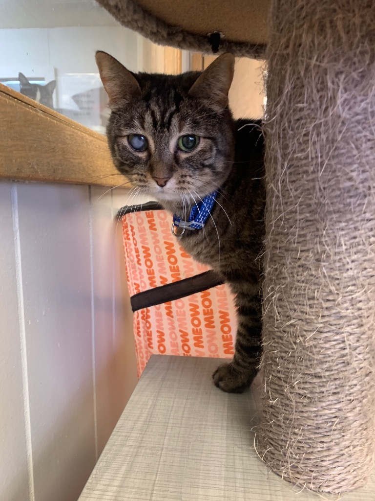 Toast, an adoptable Domestic Short Hair in Algona, IA, 50511 | Photo Image 2