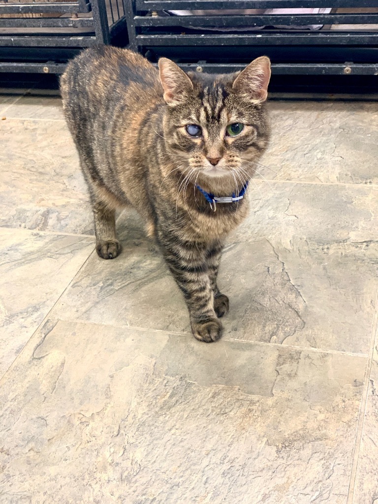 Toast, an adoptable Domestic Short Hair in Algona, IA, 50511 | Photo Image 3