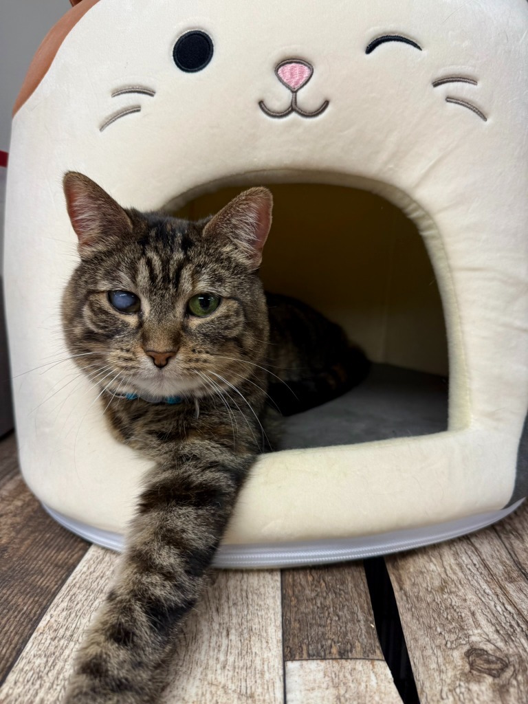 Toast, an adoptable Domestic Short Hair in Algona, IA, 50511 | Photo Image 4