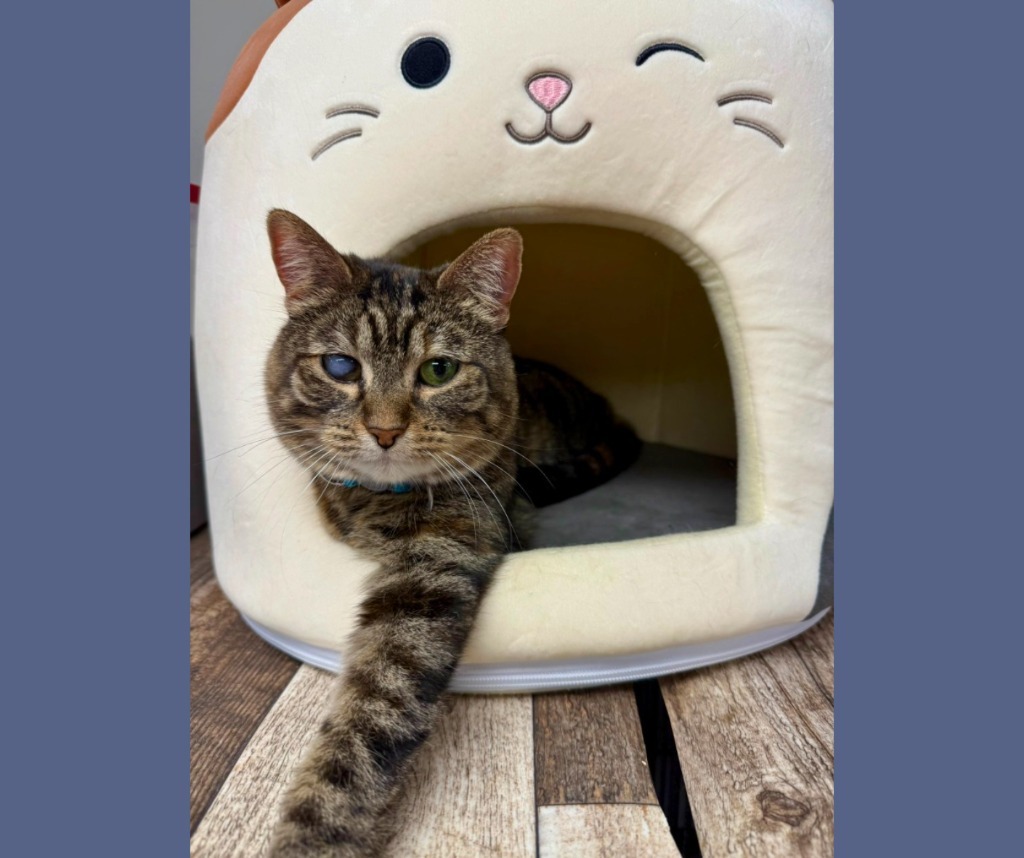 Toast, an adoptable Domestic Short Hair in Algona, IA, 50511 | Photo Image 5