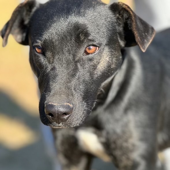 Dog for adoption - Luna, a Black Labrador Retriever & Catahoula Leopard ...