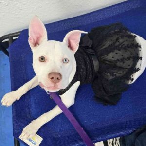 Cindy Lou Who - AVAILABLE Pit Bull Terrier Dog