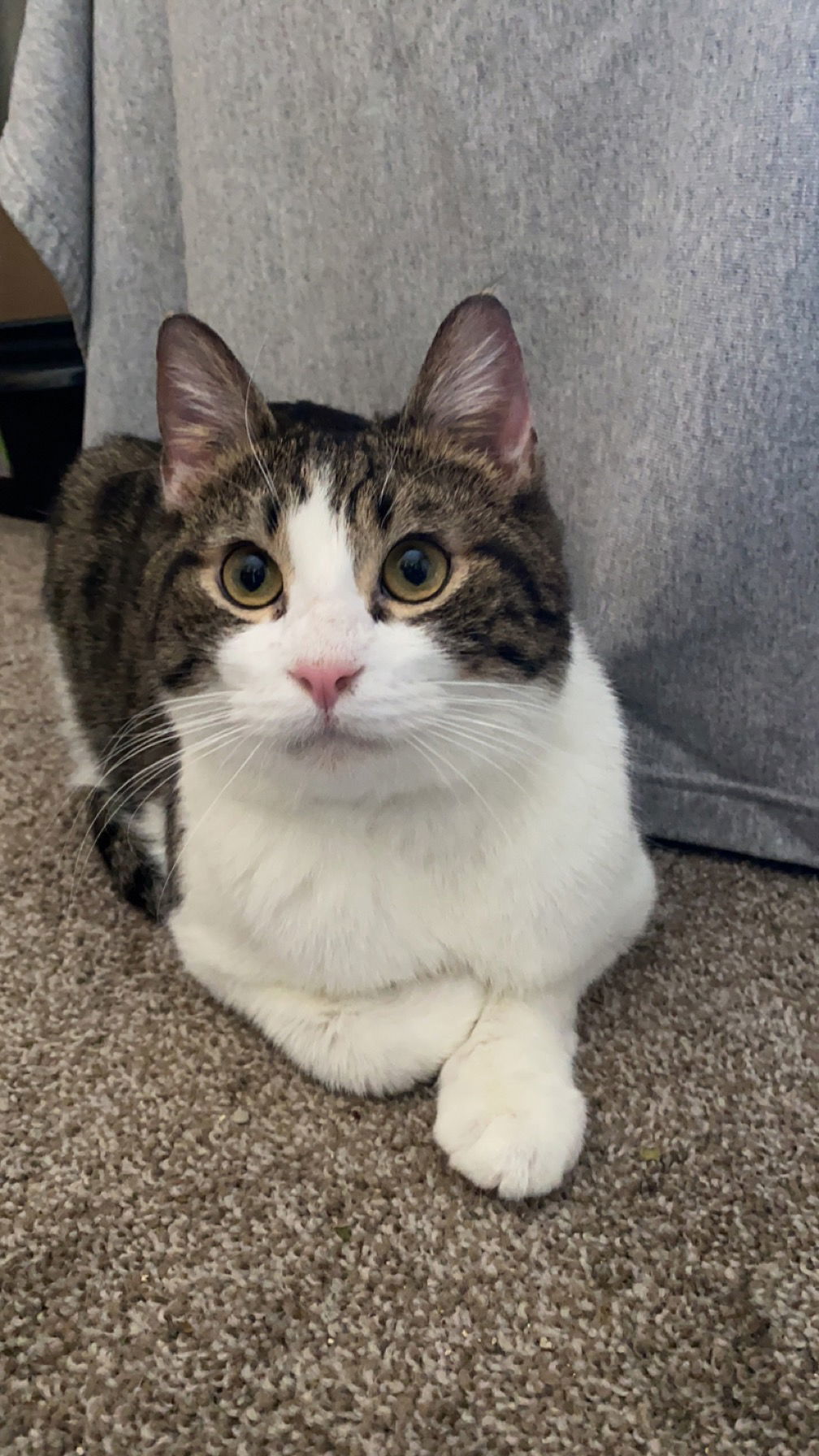 Ranger, an adoptable Domestic Short Hair in Minneapolis, MN, 55429 | Photo Image 1