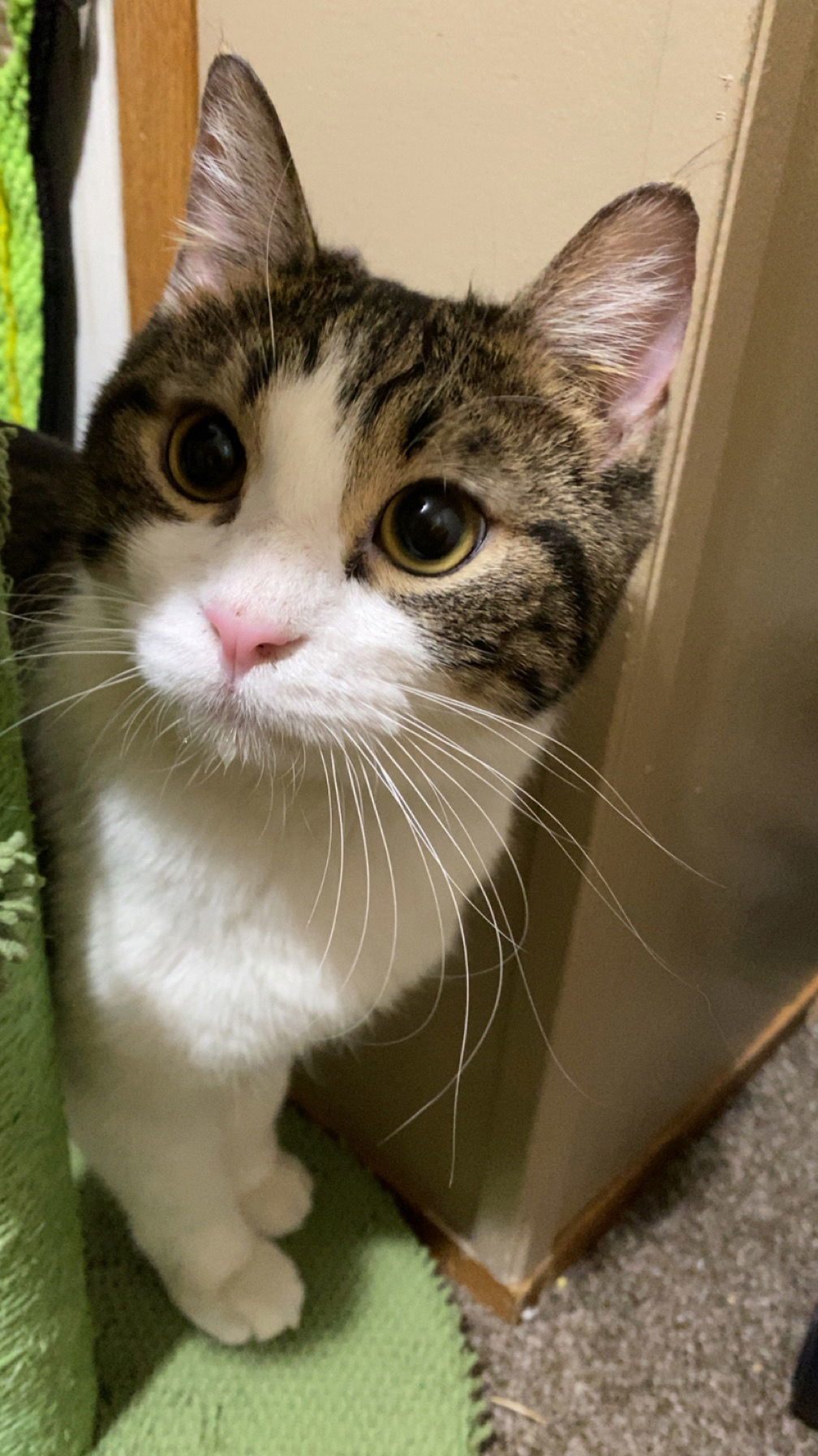 Ranger, an adoptable Domestic Short Hair in Minneapolis, MN, 55429 | Photo Image 2