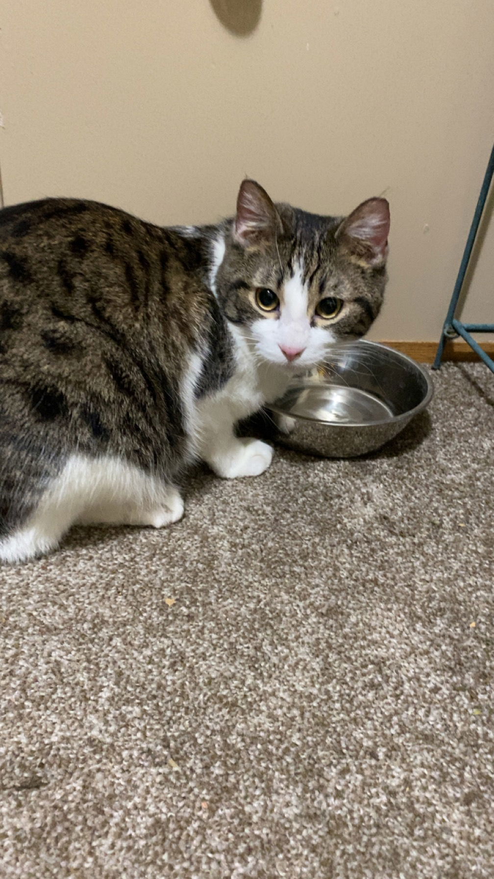 Ranger, an adoptable Domestic Short Hair in Minneapolis, MN, 55429 | Photo Image 3