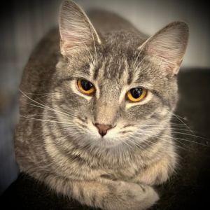 Sarah, Adult Female Domestic Short Hair