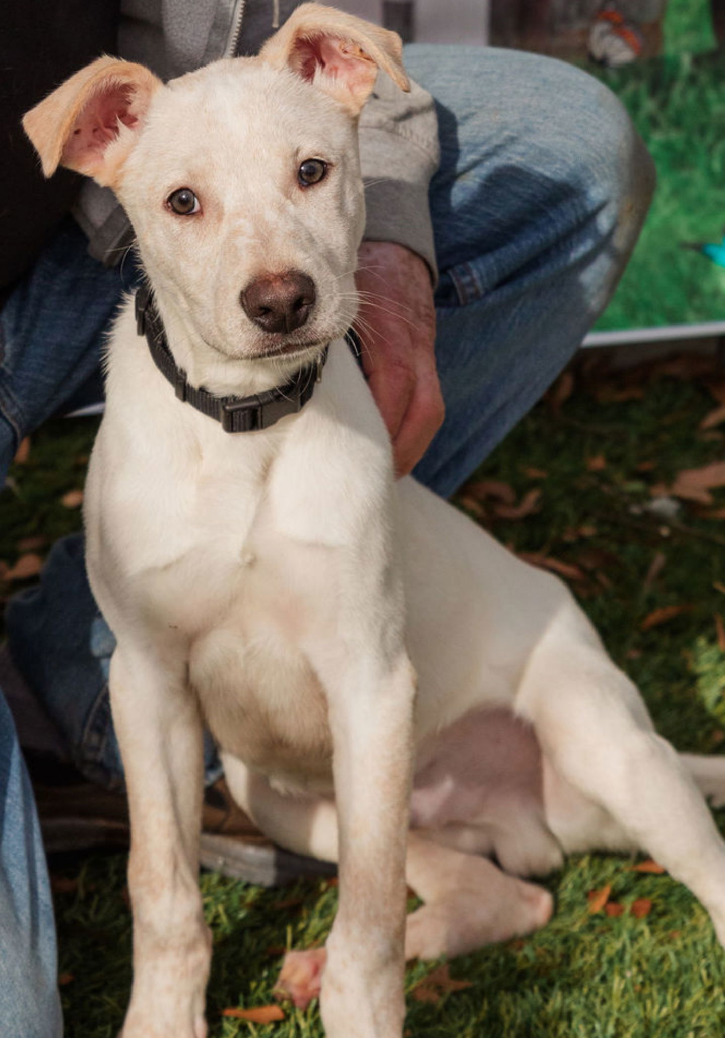 Butterscotch, an adoptable Mountain Cur, Whippet in Mooresville, NC, 28117 | Photo Image 1