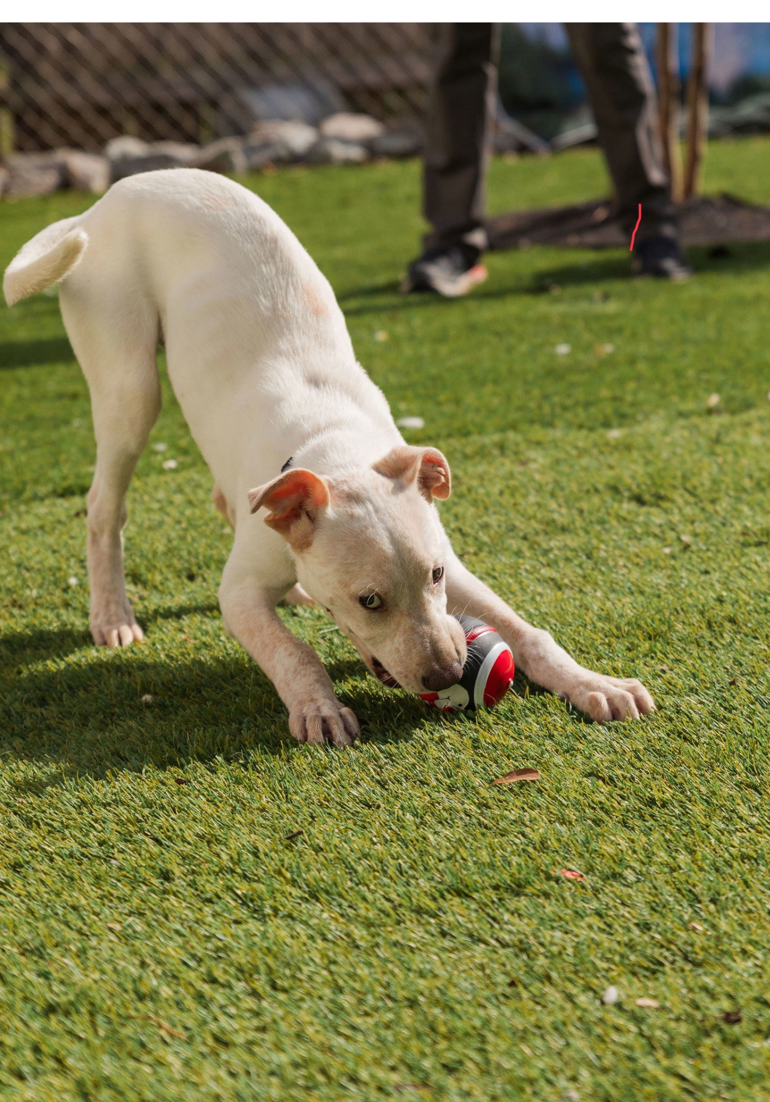 Butterscotch, an adoptable Mountain Cur, Whippet in Mooresville, NC, 28117 | Photo Image 3