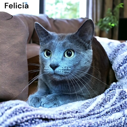 Felicia