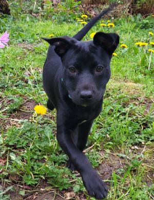 Animal Profile Lucy is an estimated 4-month-old female LabPitbull mixed breed 
