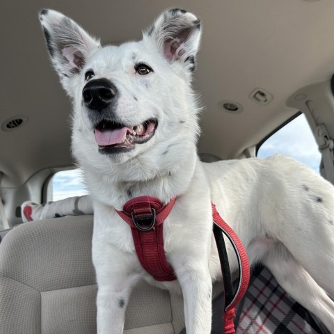 Ivy, an adoptable Border Collie, Australian Shepherd in Idaho Falls, ID, 83402 | Photo Image 1