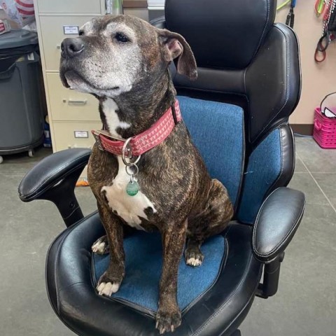 Quila, an adoptable Pit Bull Terrier in Idaho Falls, ID, 83402 | Photo Image 1