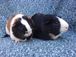 Floyd/Elvis Guinea Pig Small & Furry | Pets | Santa Barbara CA ...