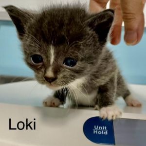 Loki Domestic Short Hair Cat