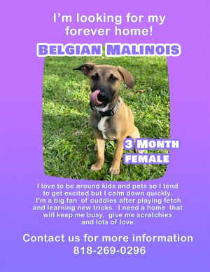 Name Stevie Breed Belgian Malinois assuming this was a strayAge about 3-4 monthsVaccines Bord