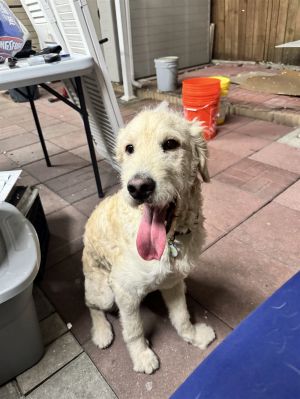  Name Pluto Breed Golden doodle Age 1 year Vaccines up to date e Neutered no Chip no Te