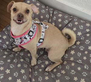 Paris is 1 year old Chi pug mix Current on vaccines Getting spayed soon Great with all people and pe