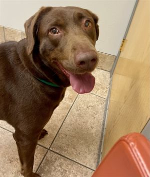 Simone is a beautiful 2 year old female chocolate lab She was found by a Good Samaritan who was abl