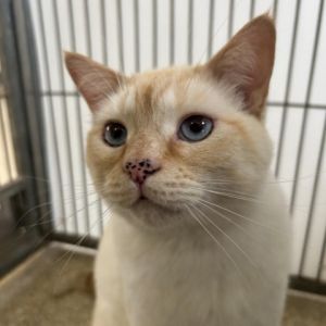Hi My name is Theo and Im at the Santa Barbara Campus Im a 6 year old male Siamese who