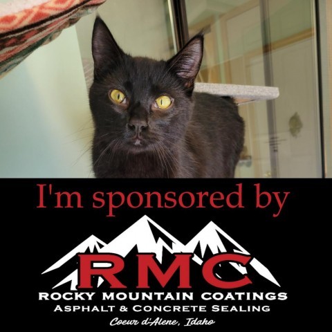 Ramon, an adoptable Domestic Short Hair in Priest River, ID, 83856 | Photo Image 1