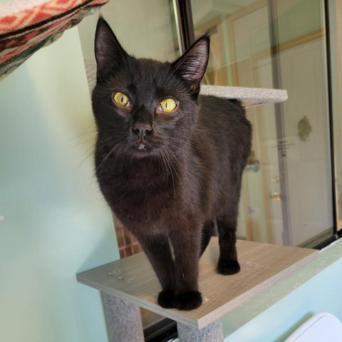 Ramon, an adoptable Domestic Short Hair in Priest River, ID, 83856 | Photo Image 2