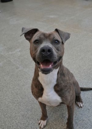 Making her debut here at the SPCA Albrecht Center is Tullamore a 2-year-old AMstaff Tullamore like 