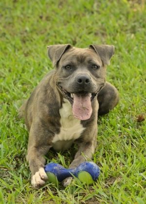 Making her debut here at the SPCA Albrecht Center is Tullamore a 2-year-old AMstaff Tullamore like 