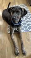 PUPPY RAZZLE TAZ photo 1