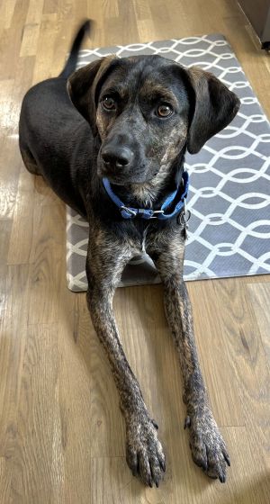 PUPPY RAZZLE TAZ, Baby Male unknown